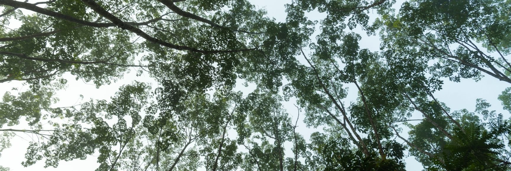 Navigating Green PFM resized